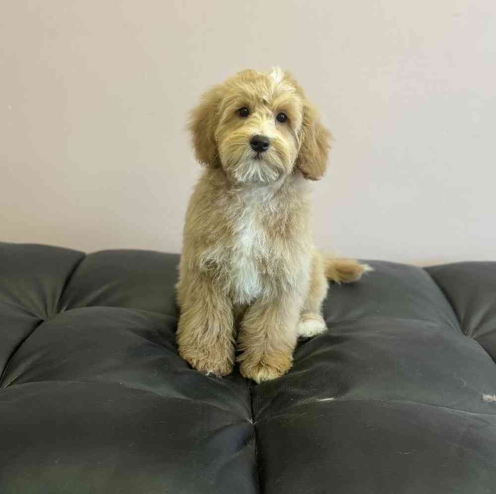 Male Mini  Bernedoodle Puppy for Sale in Plainville, MA