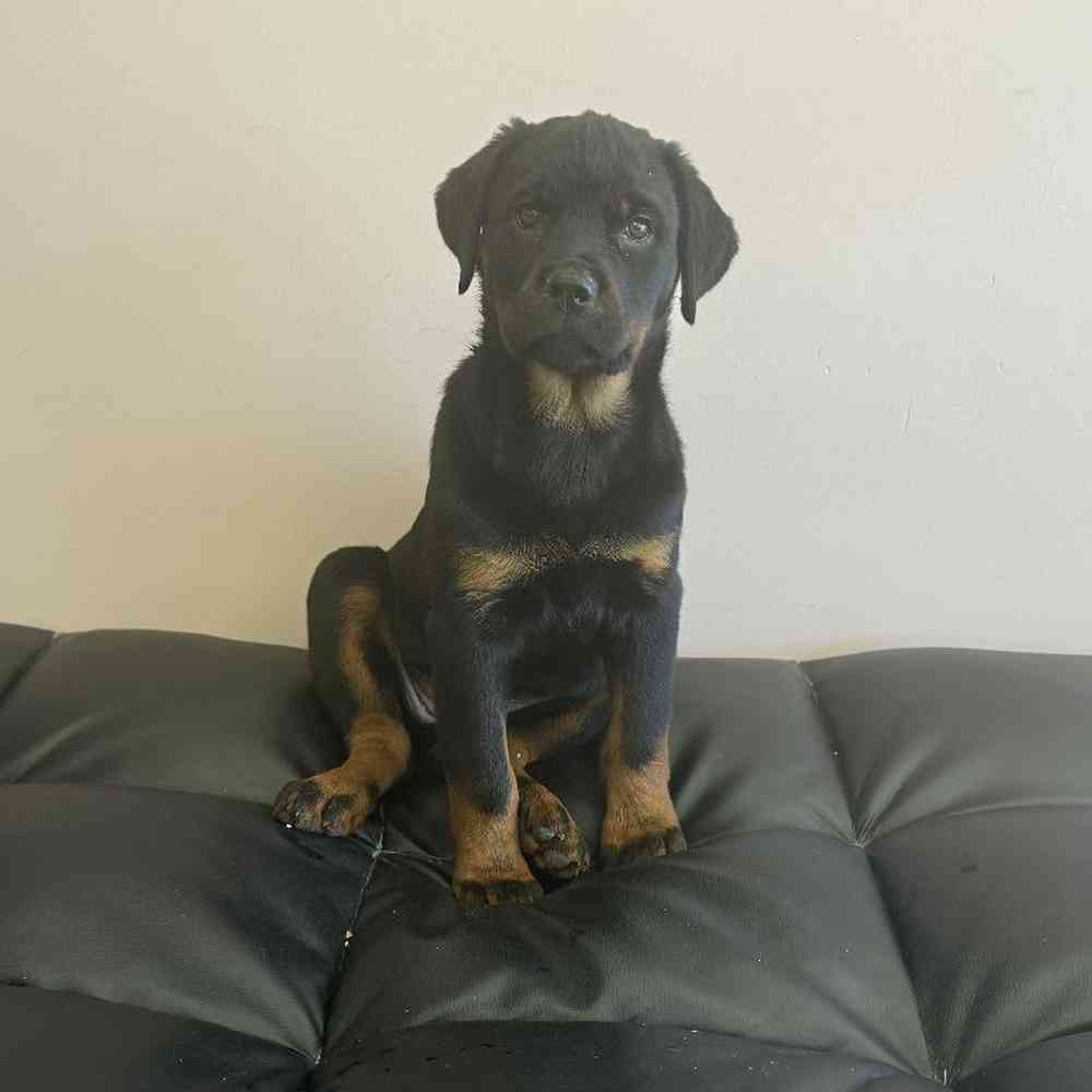 Female Rottweiler Puppy for Sale in Plainville, MA