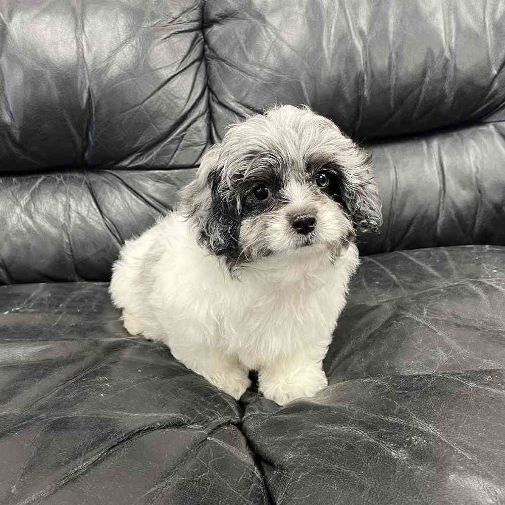 Male Peek-A-Poo Puppy for Sale in Scituate, RI