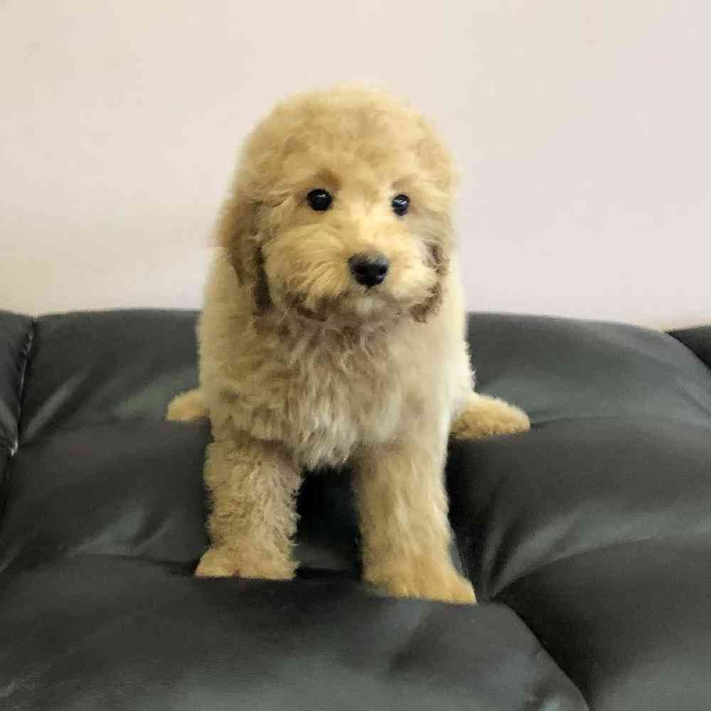 Male Mini Goldendoodle Puppy for Sale in Plainville, MA