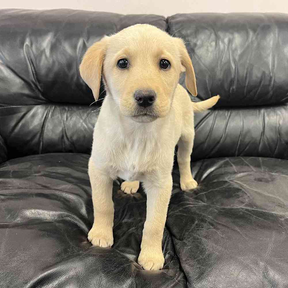 Female Labrador Retriever Puppy for Sale in Scituate, RI