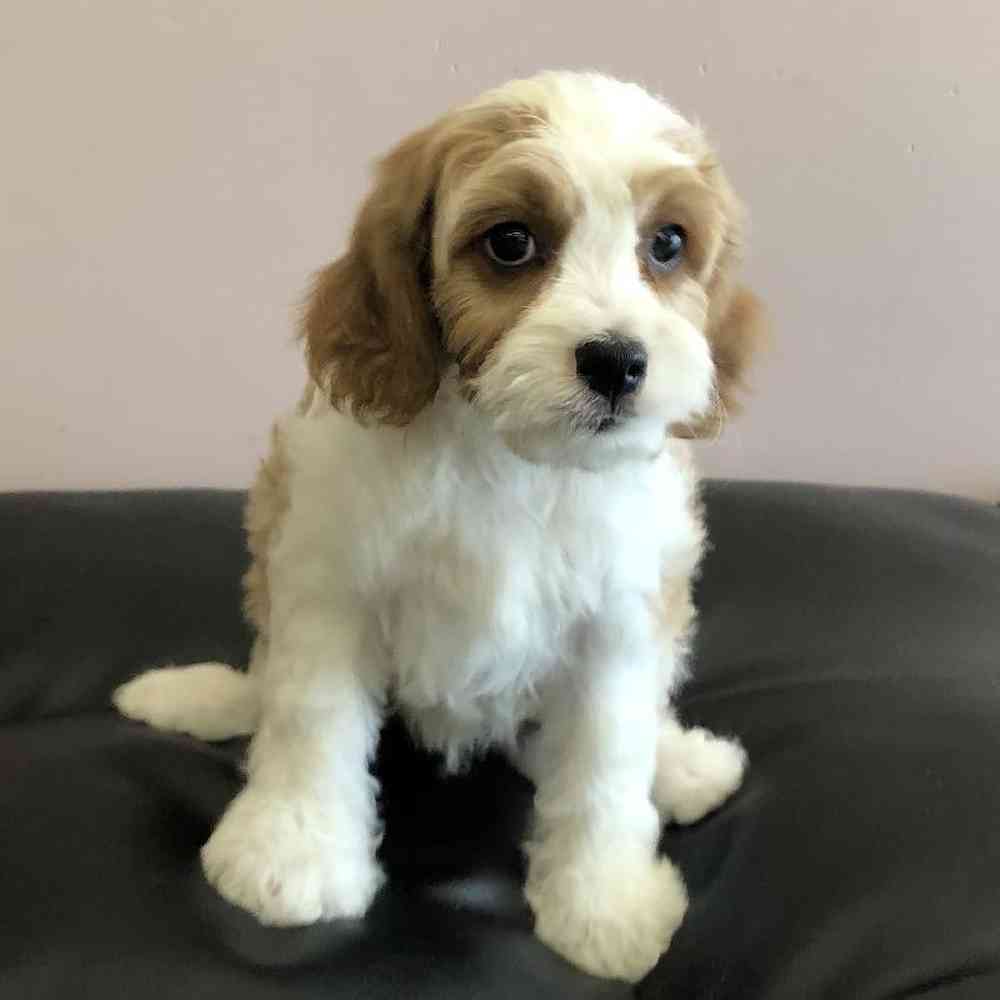 Male Cavachon Puppy for Sale in Plainville, MA