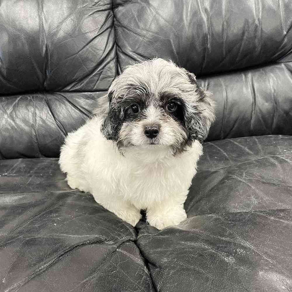 Male Peek-A-Poo Puppy for Sale in Scituate, RI