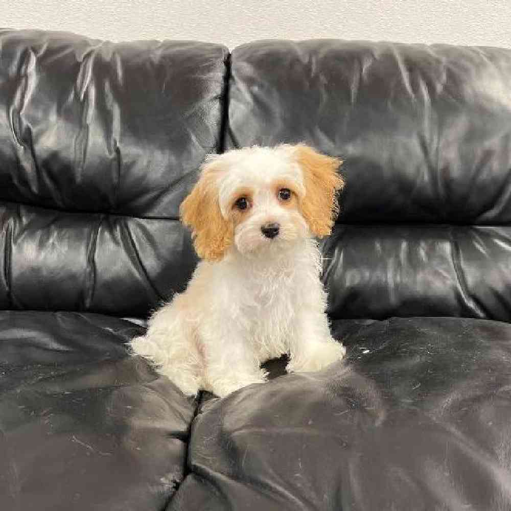 Male Cavapoo Puppy for Sale in Scituate, RI