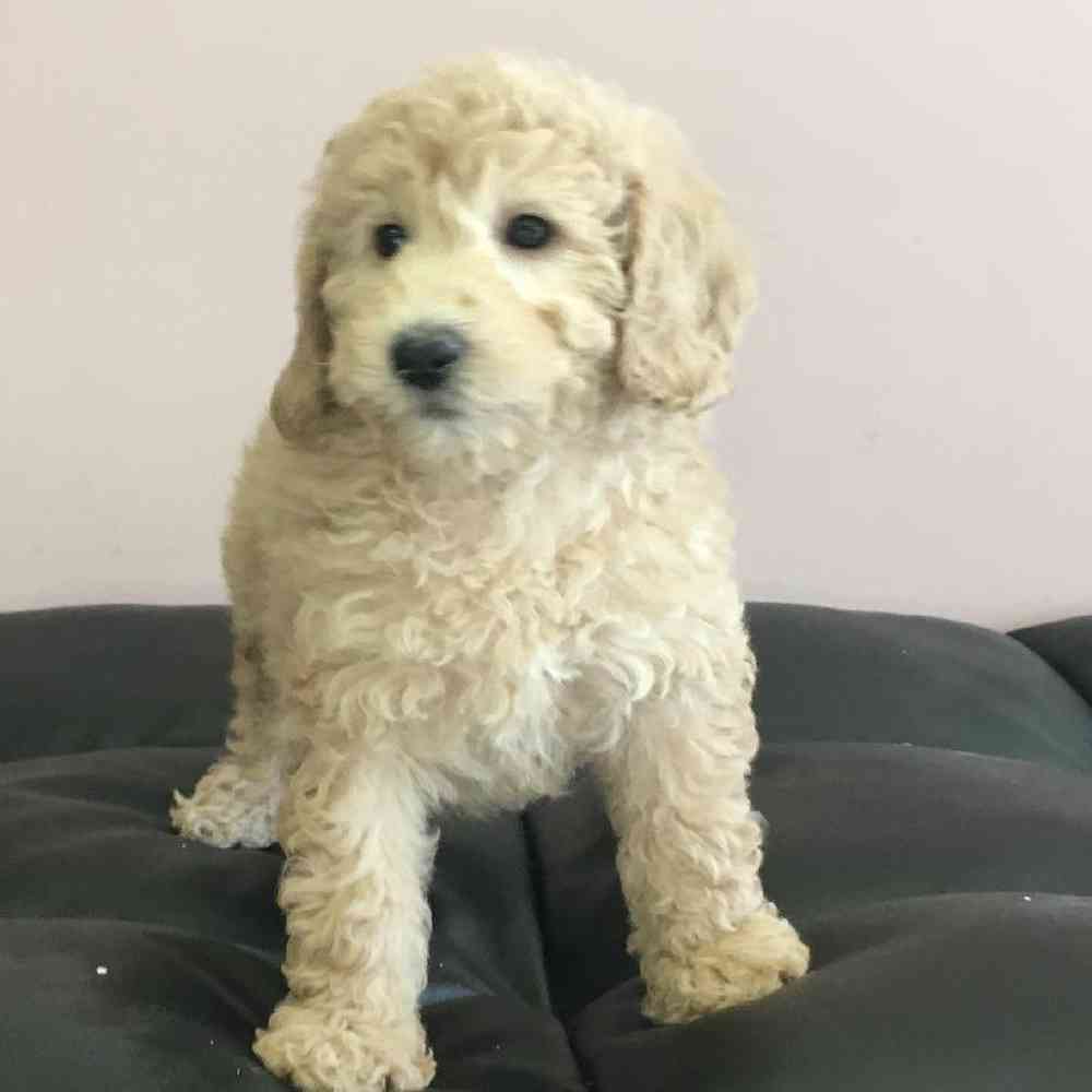 Male Bichon-Poo Puppy for sale