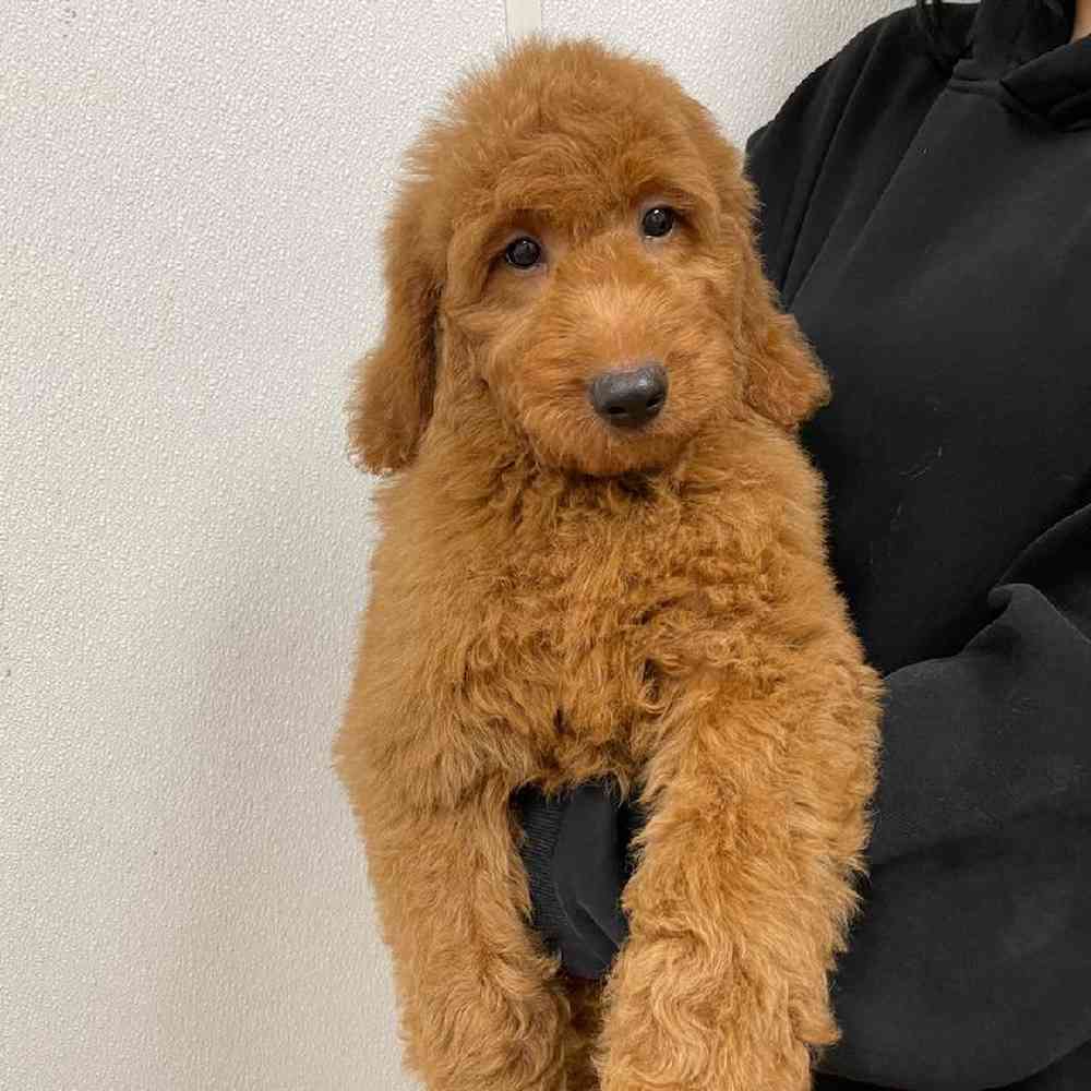 Male Mini Goldendoodle Puppy for Sale in Scituate, RI