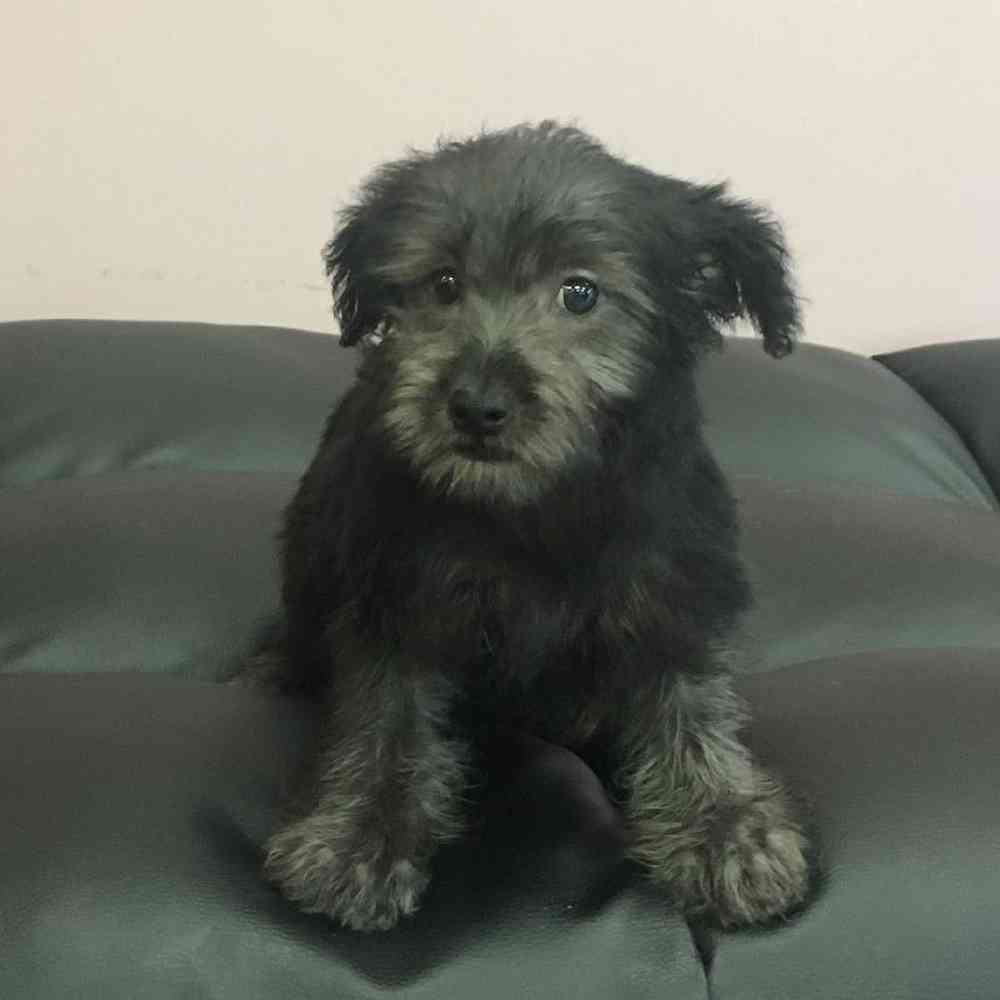 Male Silky-Poo Puppy for sale