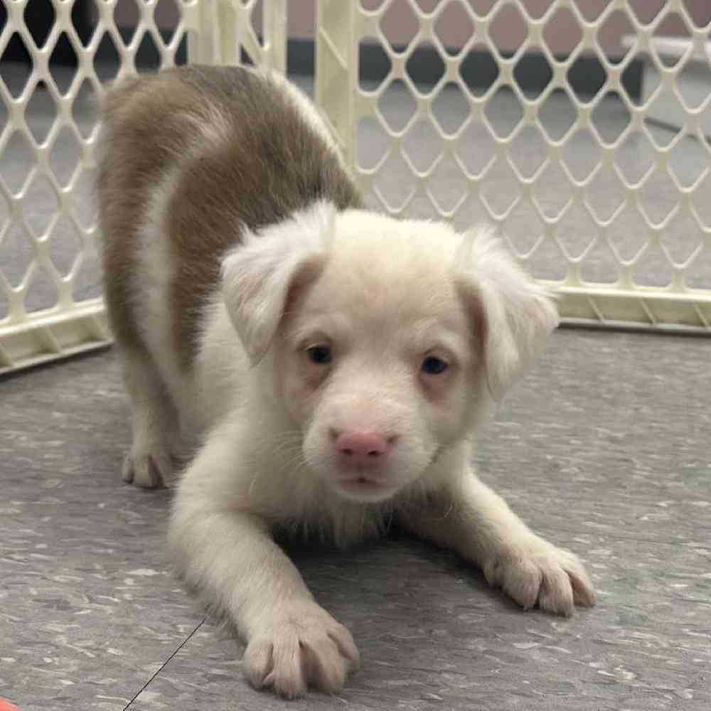 Female Mini Aussie Puppy for Sale in Plainville, MA