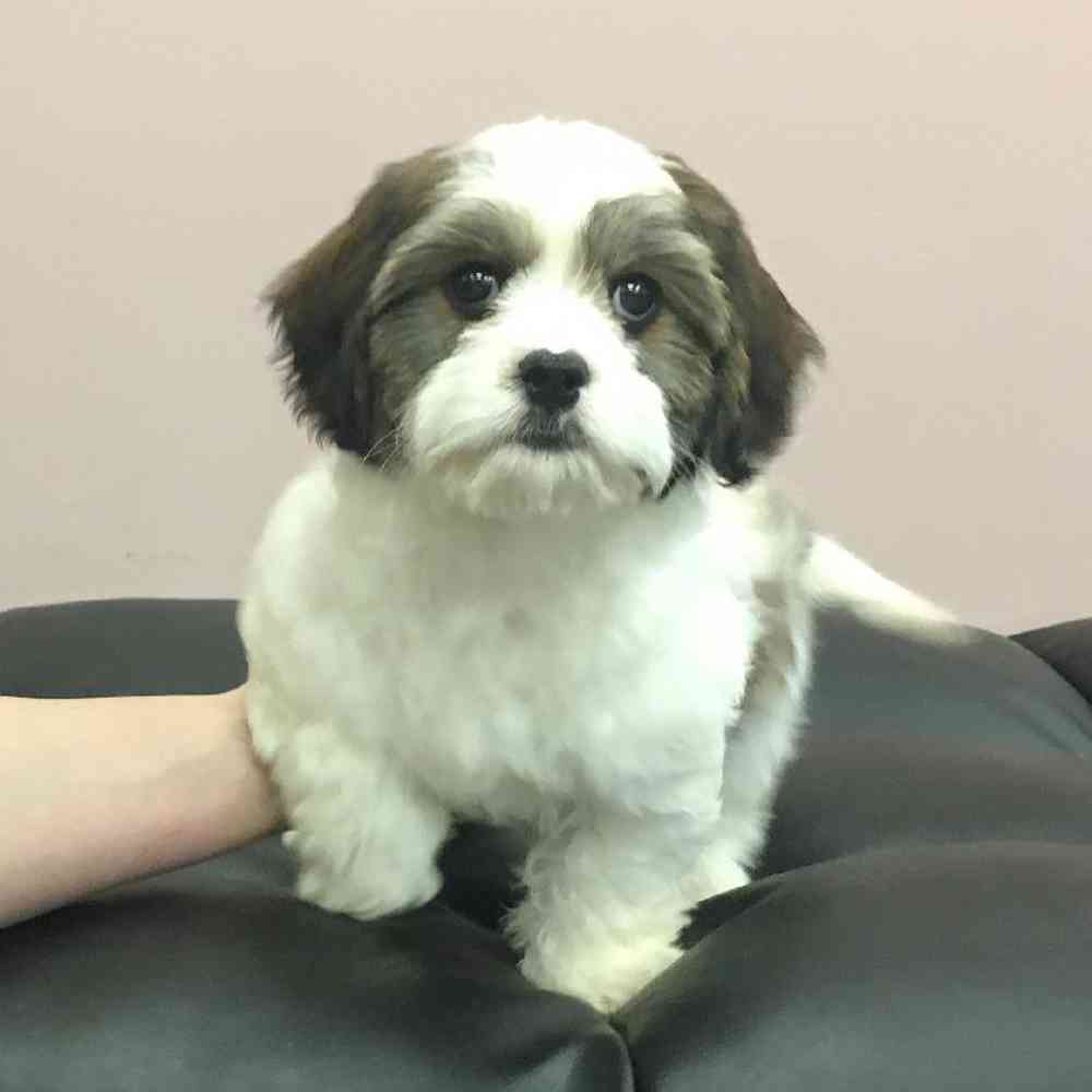 Female Cavalier King Charles / Shih Tzu Puppy for sale