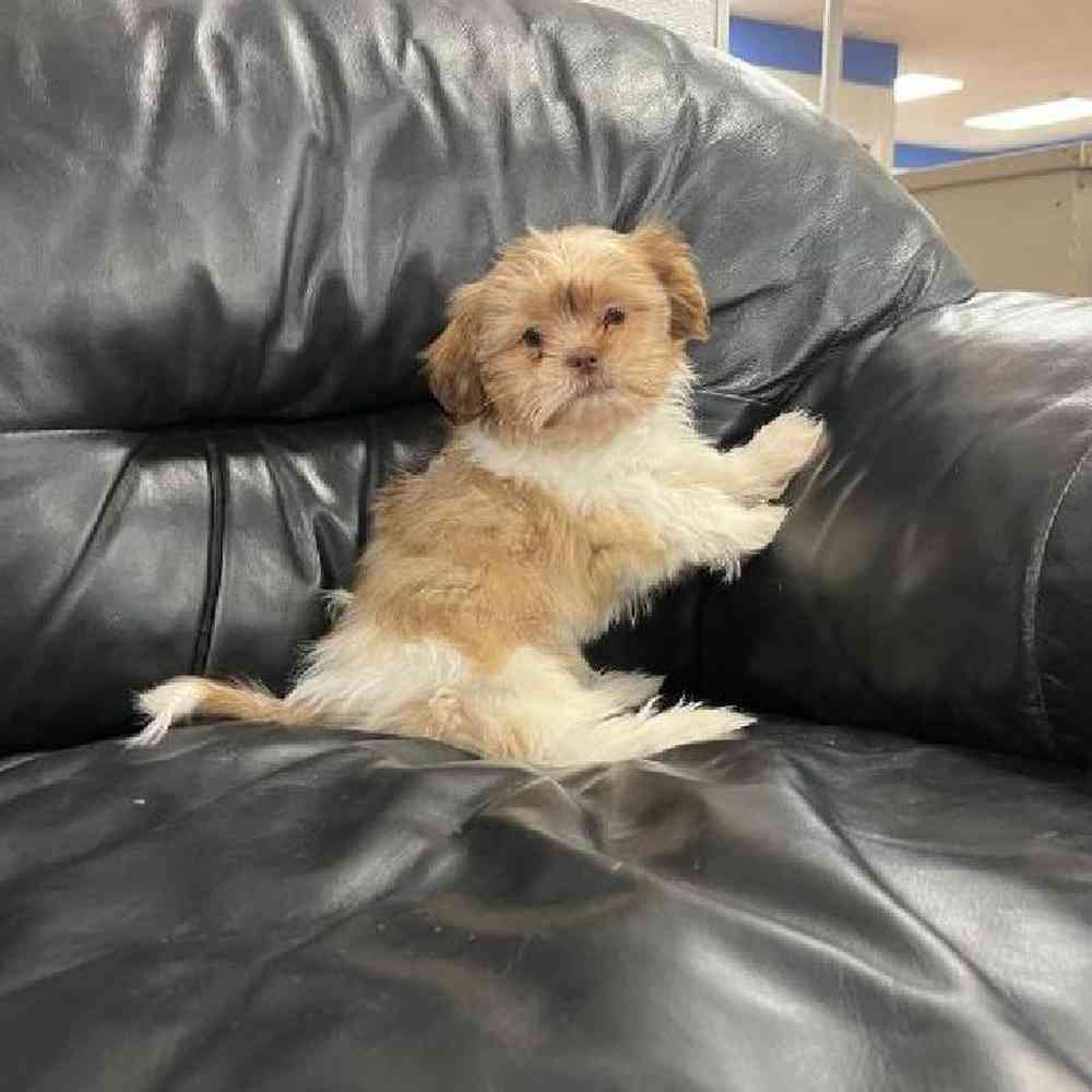 Male Shih Tzu Puppy for Sale in Scituate, RI