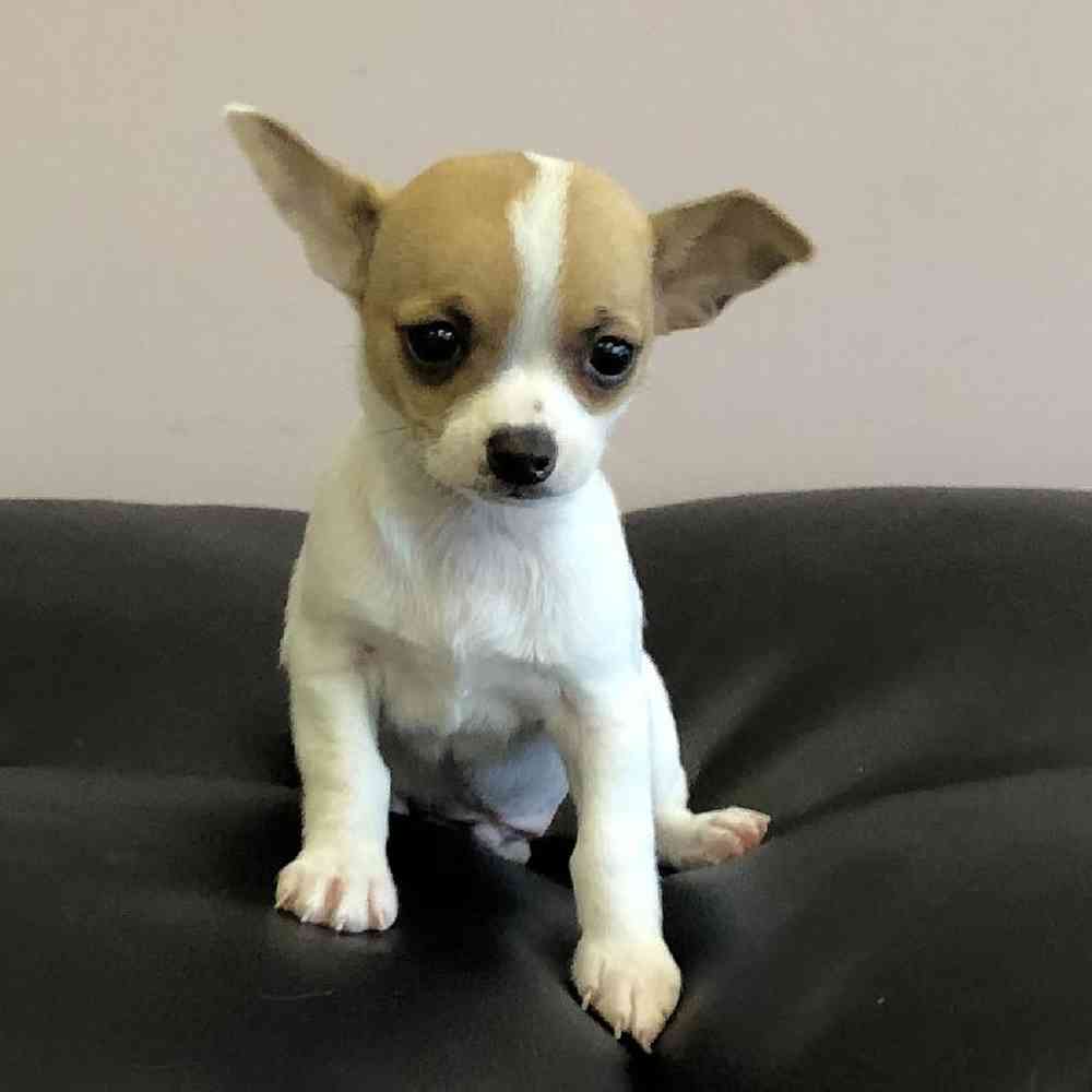 Male Chihuahua Puppy for Sale in Plainville, MA
