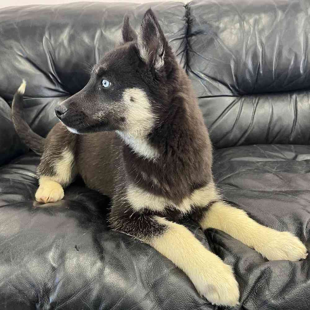 Female Husky Puppy for Sale in West Warwick, RI