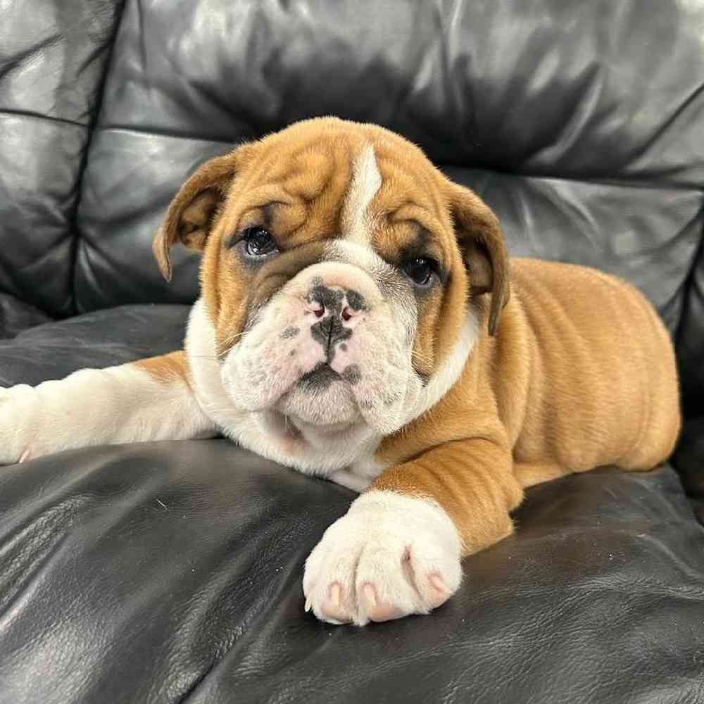 Male English Bulldog Puppy for Sale in Scituate, RI