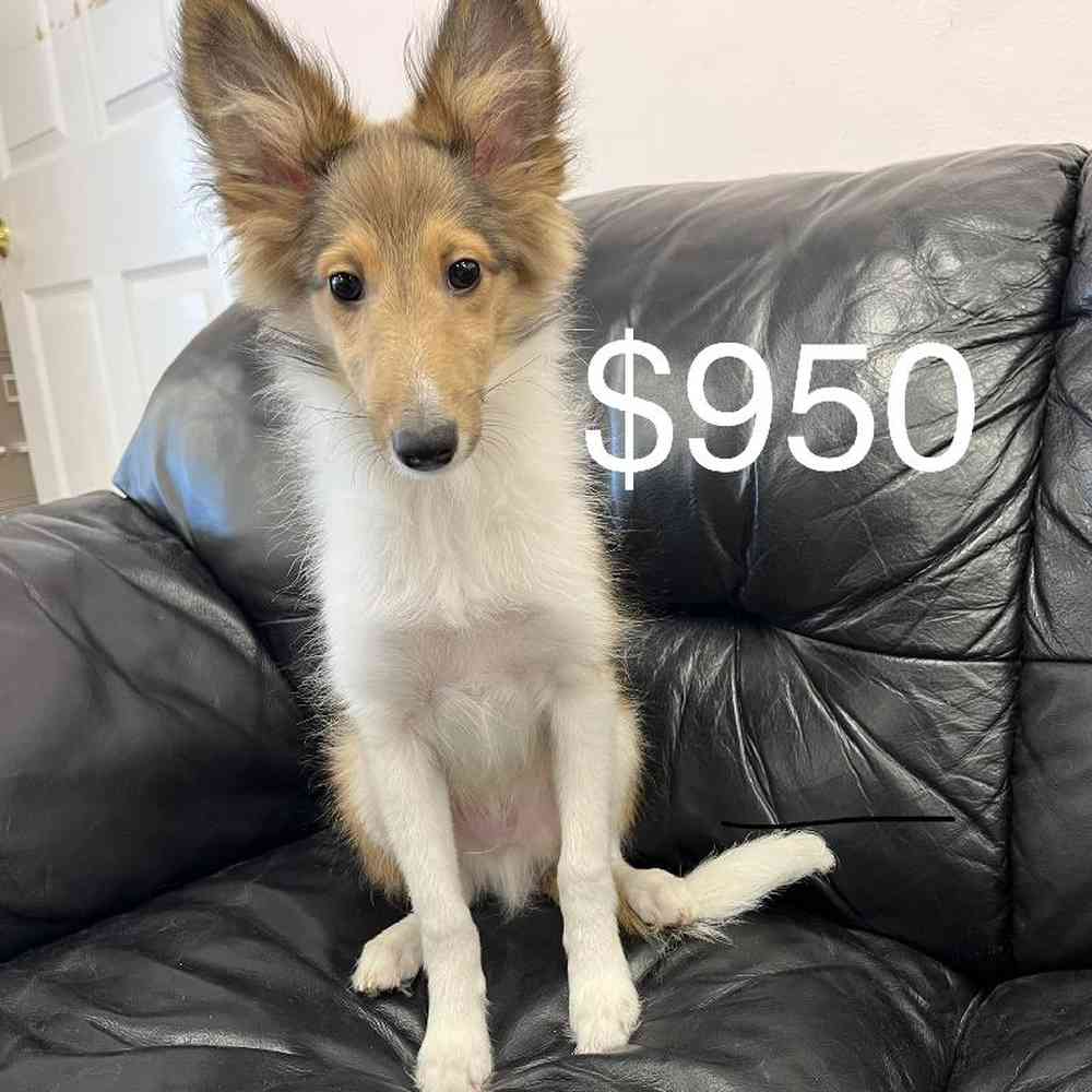 Male Sheltie Puppy for Sale in Scituate, RI