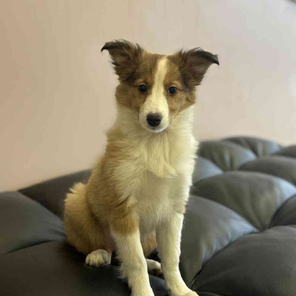 Female Sheltie Puppy for Sale in Plainville, MA