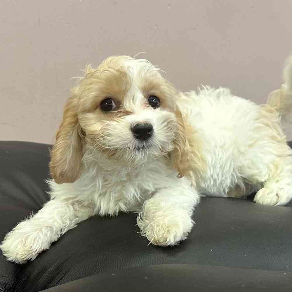 Male Cavachon Puppy for Sale in Plainville, MA