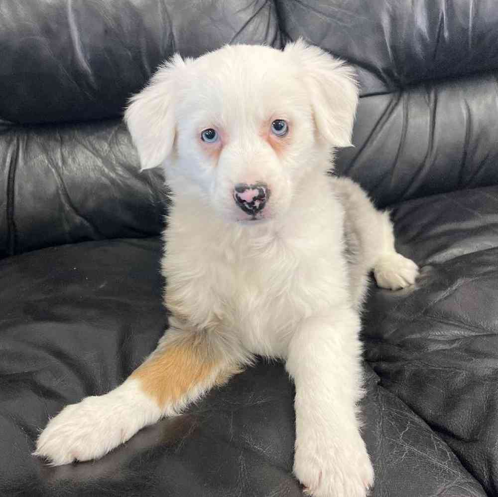Male Mini Aussie Puppy for Sale in West Warwick, RI