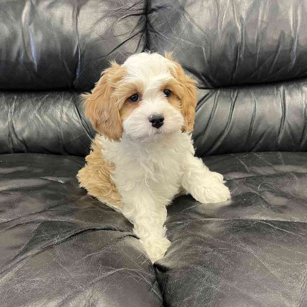 Male Cavachon Puppy for Sale in Scituate, RI