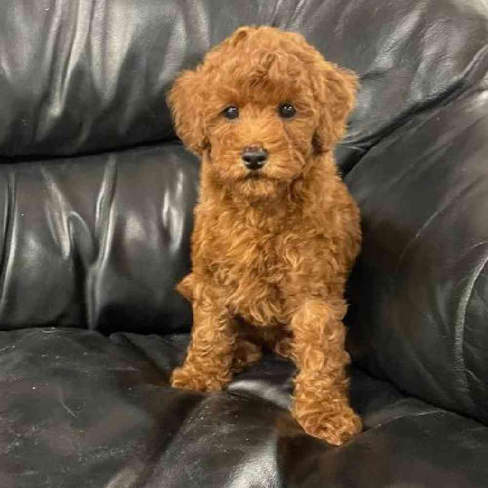 Male Mini Poodle Puppy for Sale in Plainville, MA