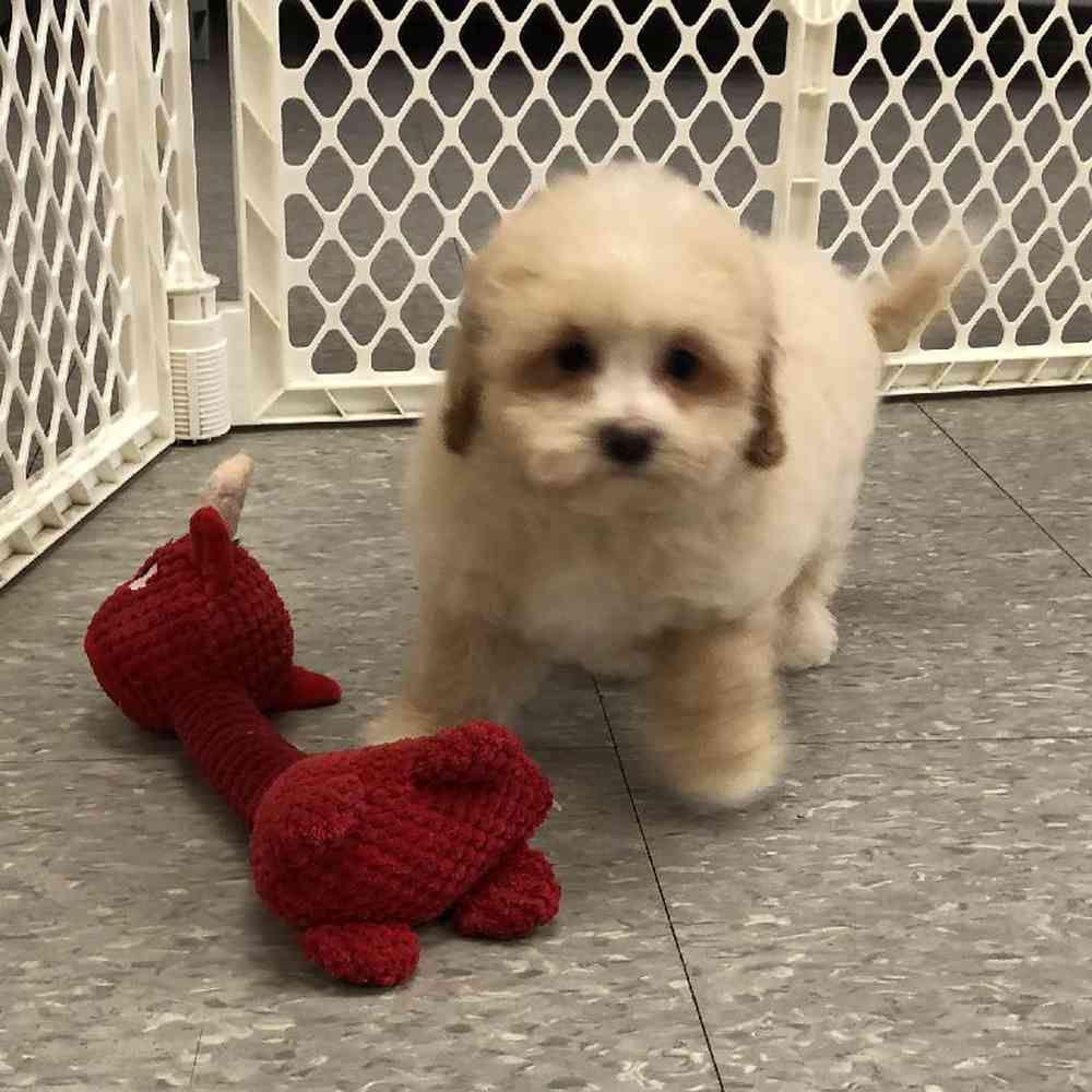 Male Maltipoo Puppy for Sale in Plainville, MA