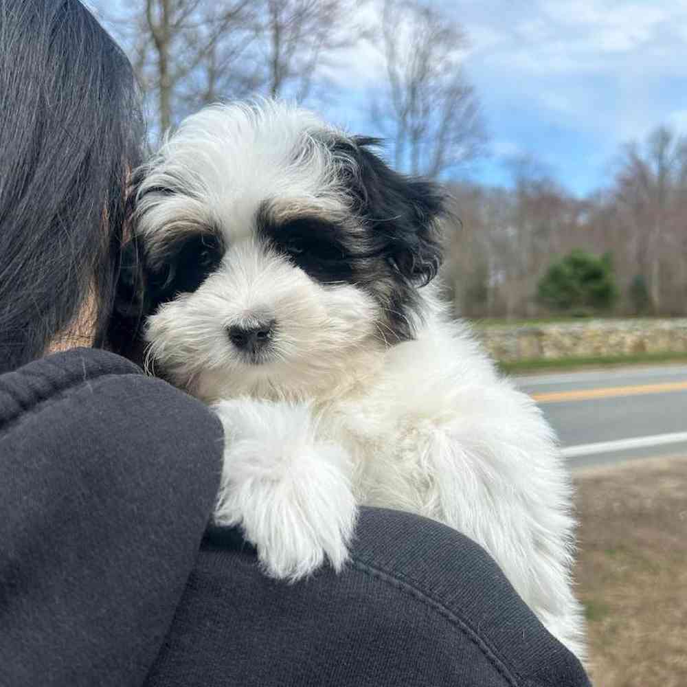 Male Mini Aussiedoodle Puppy for Sale in Scituate, RI
