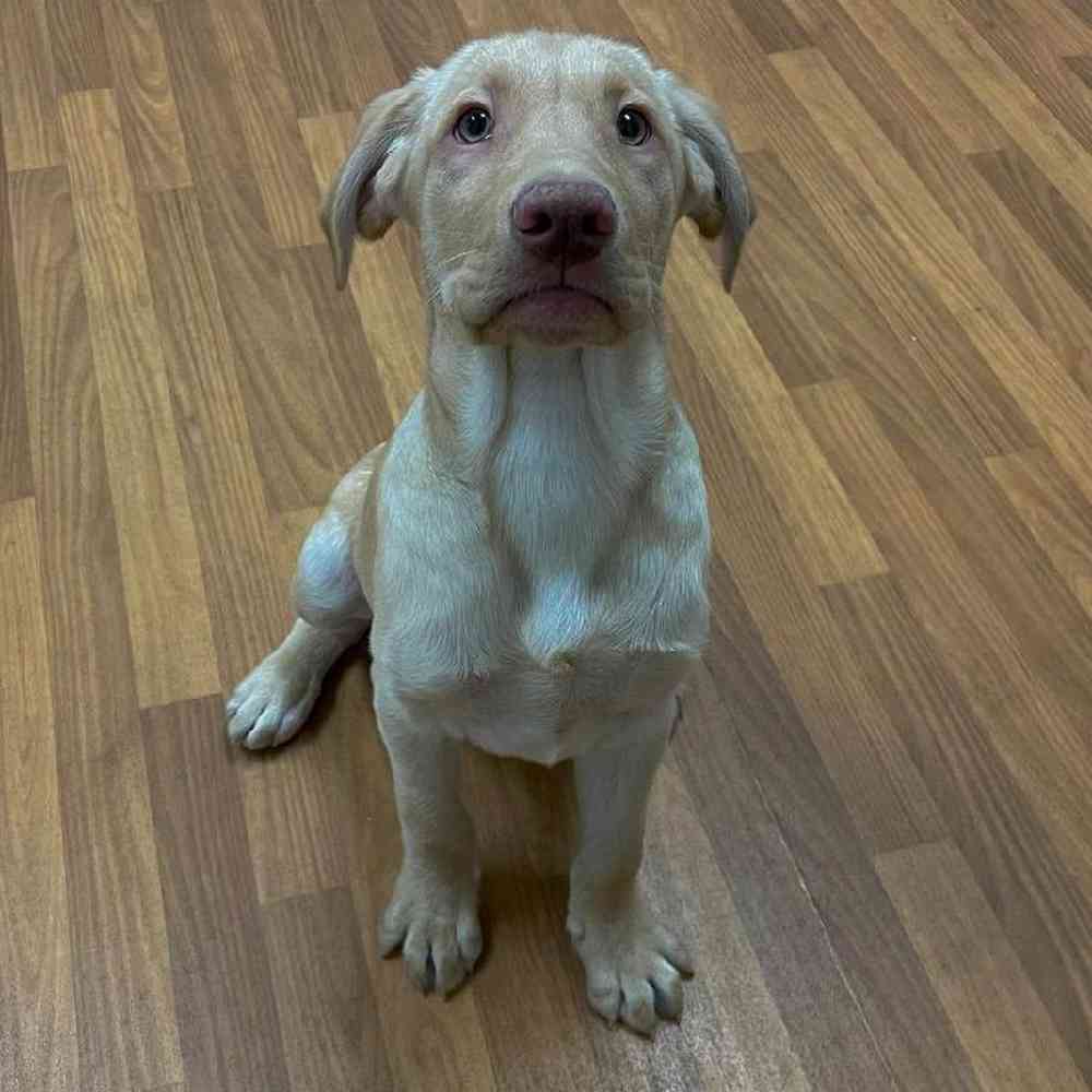 Male Labrador Retriever Puppy for Sale in Scituate, RI