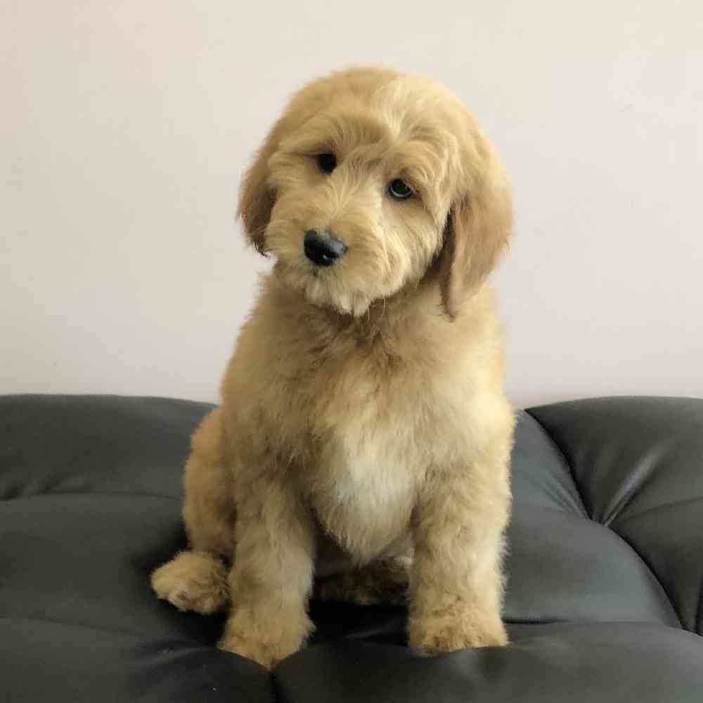 Female Goldendoodle Puppy for Sale in Plainville, MA