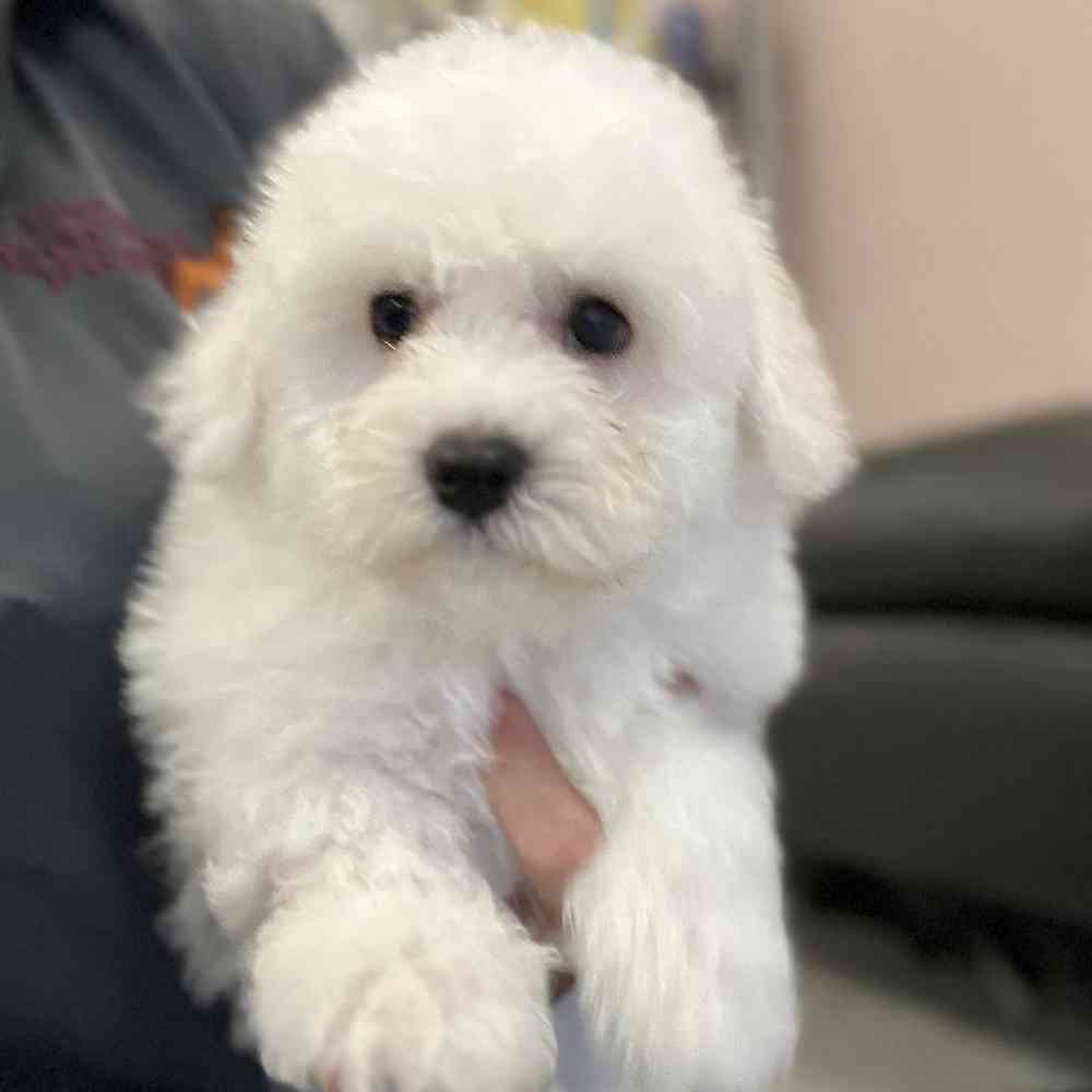 Male Bichon Puppy for Sale in Scituate, RI