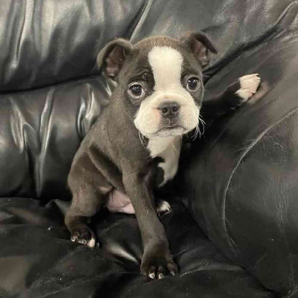 Male Boston Terrier Puppy for Sale in Plainville, MA
