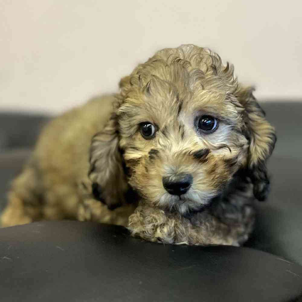 Male Mini Poodle Puppy for Sale in Scituate, RI