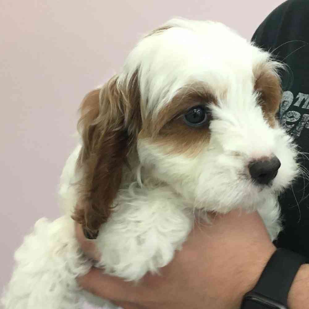 Female Cavapoo Puppy for Sale in Plainville, MA