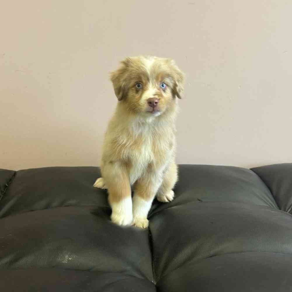 Female Mini Aussie Puppy for Sale in Scituate, RI
