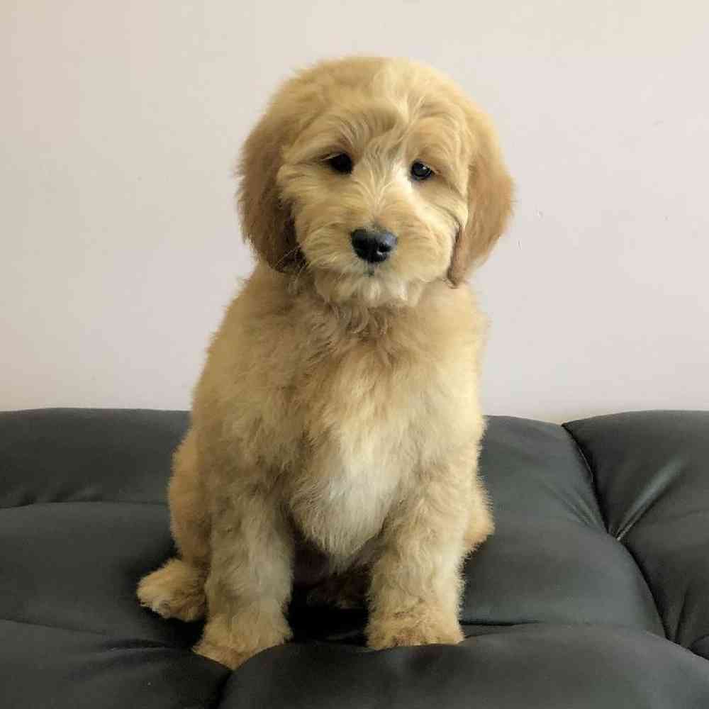Female Goldendoodle Puppy for Sale in Plainville, MA