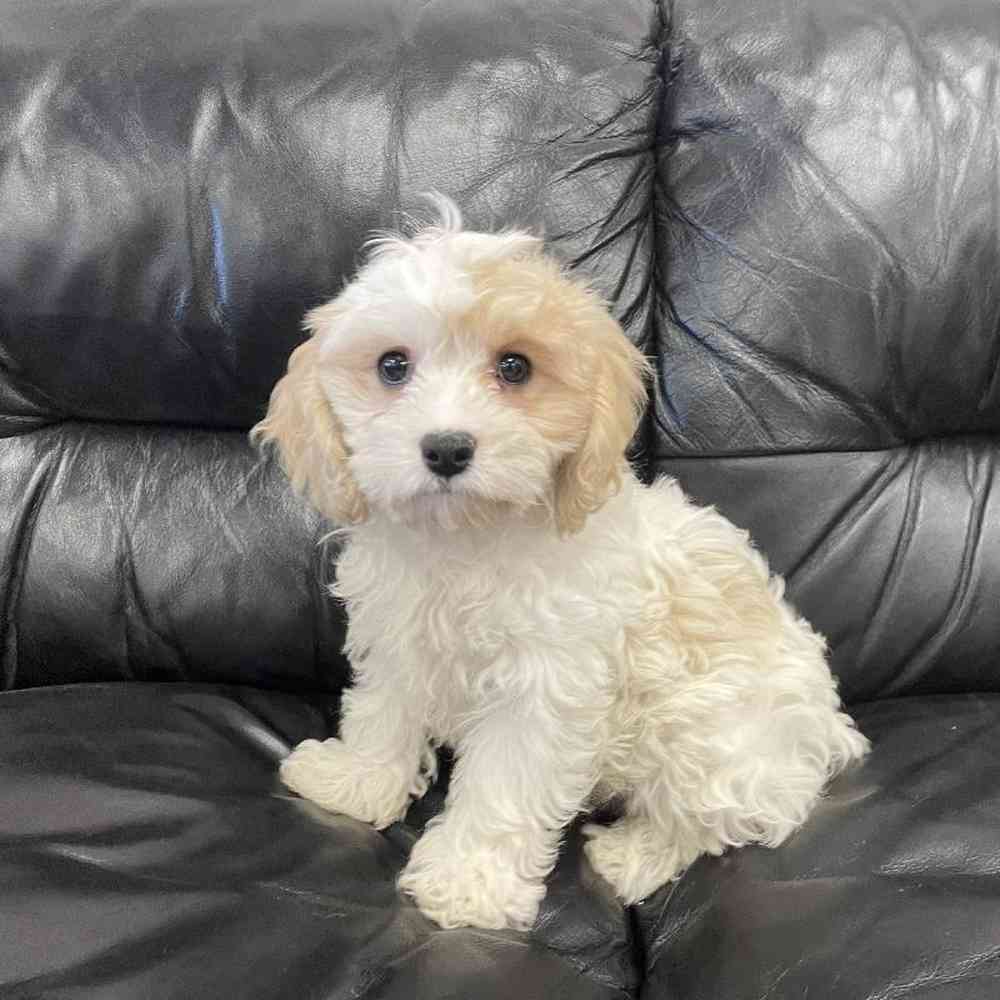 Male Cavachon Puppy for Sale in West Warwick, RI