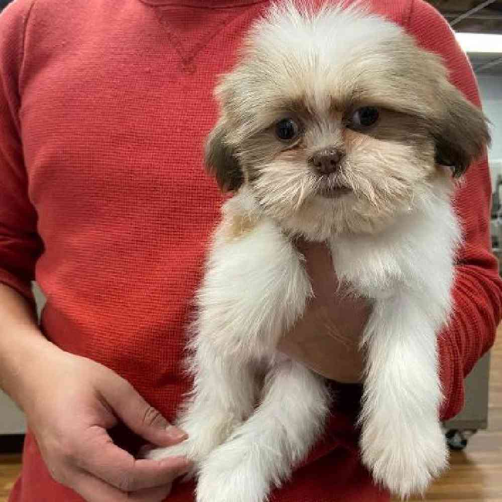 Female Shih Tzu Puppy for Sale in Scituate, RI