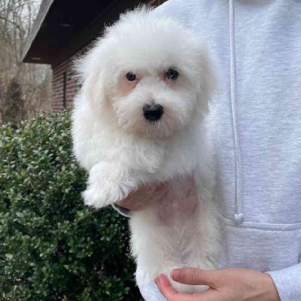 Male Bichon Puppy for Sale in Scituate, RI