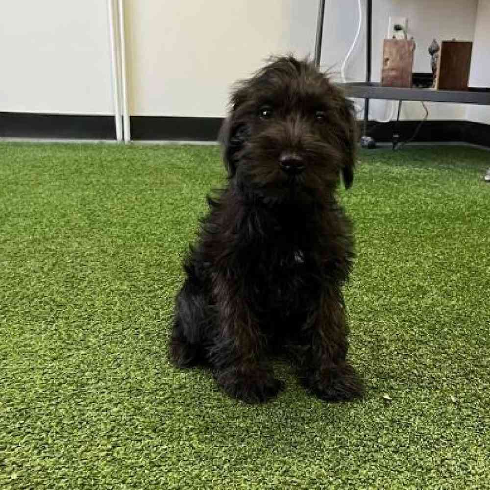 Male Mini Schnauzer Puppy for Sale in Scituate, RI