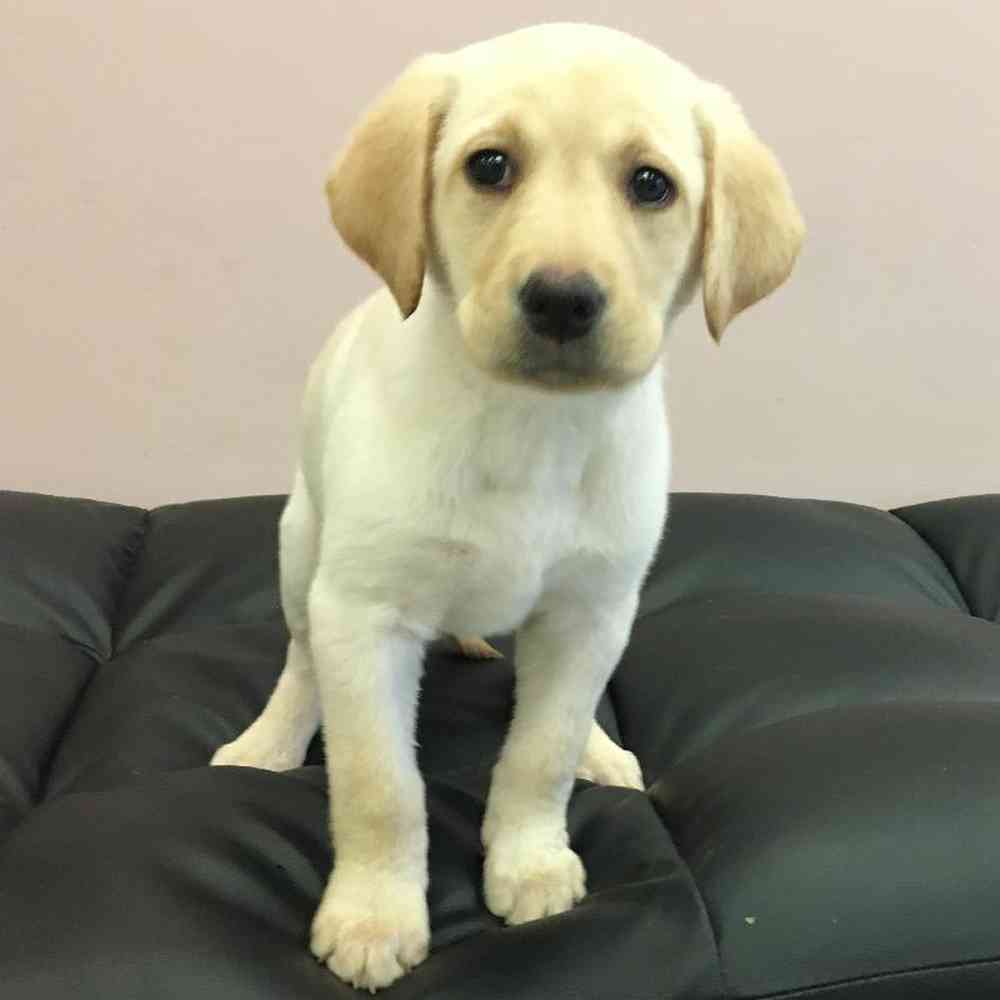 Female Labrador Retriever Puppy for Sale in Plainville, MA