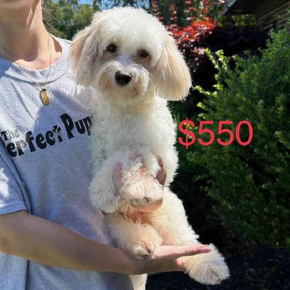 Male Maltichon Puppy for Sale in Scituate, RI