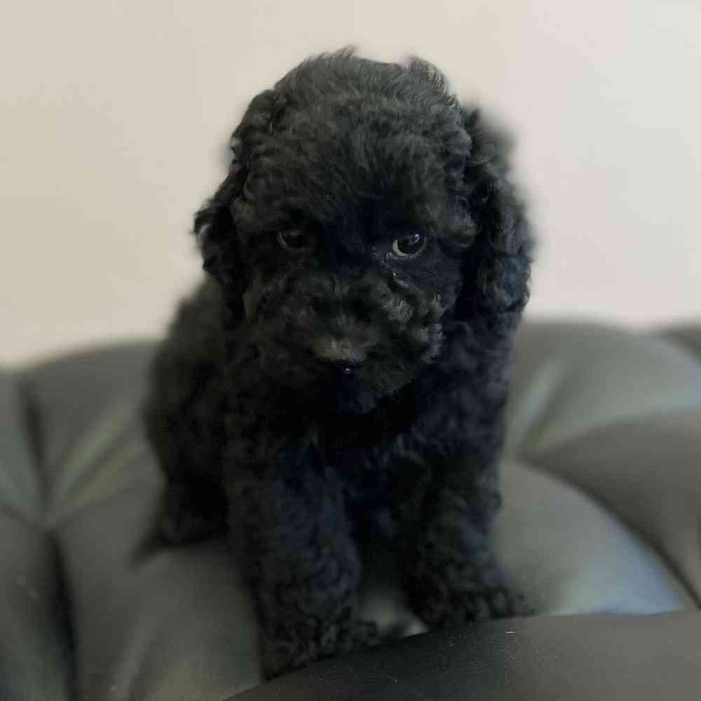 Male Mini Poodle Puppy for Sale in Scituate, RI