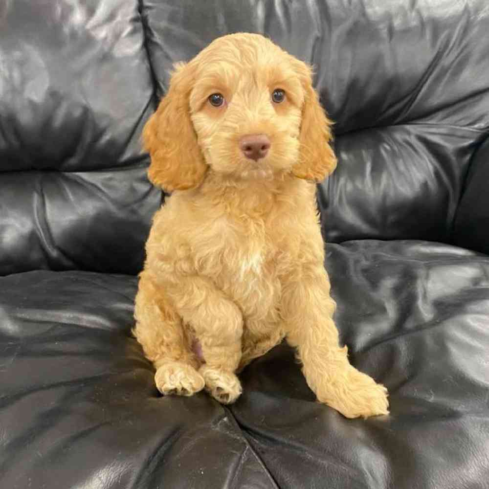 Male Cocker Spaniel-Mini Goldendoodle Puppy for sale