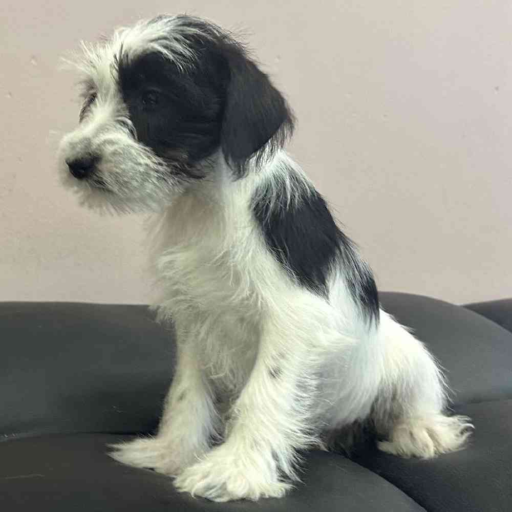 Female Mini Schnauzer Puppy for Sale in Plainville, MA