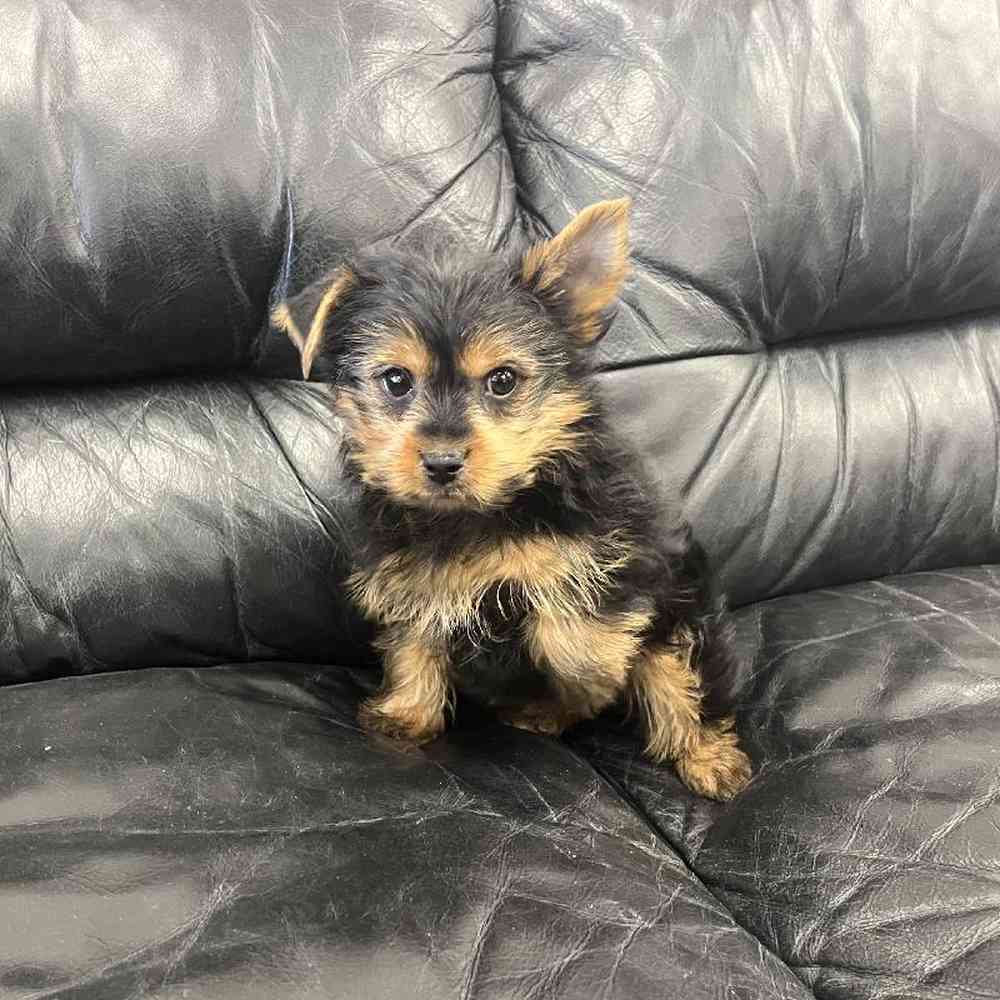 Male Yorkie Puppy for Sale in Scituate, RI