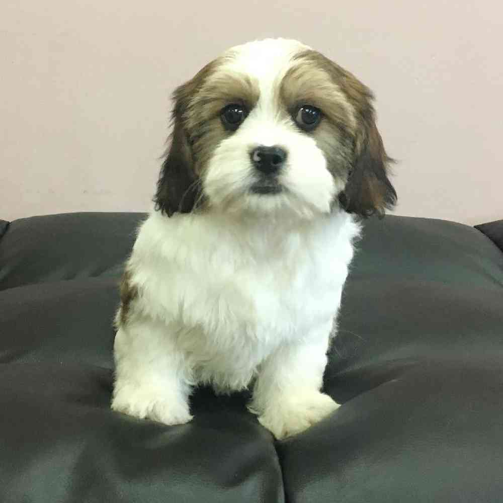 Male Cavalier King Charles / Shih Tzu Puppy for sale
