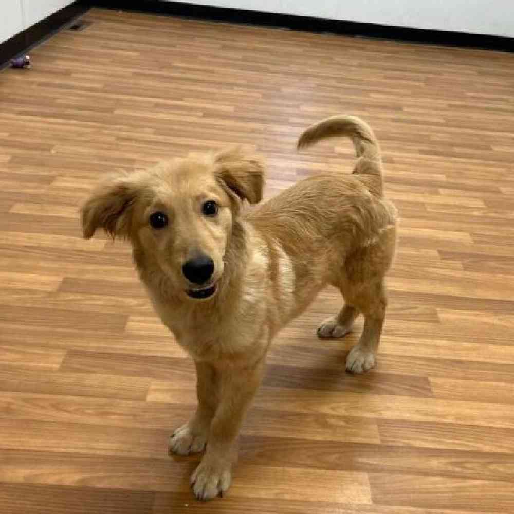 Male Goldendoodle Mix Puppy for Sale in Scituate, RI