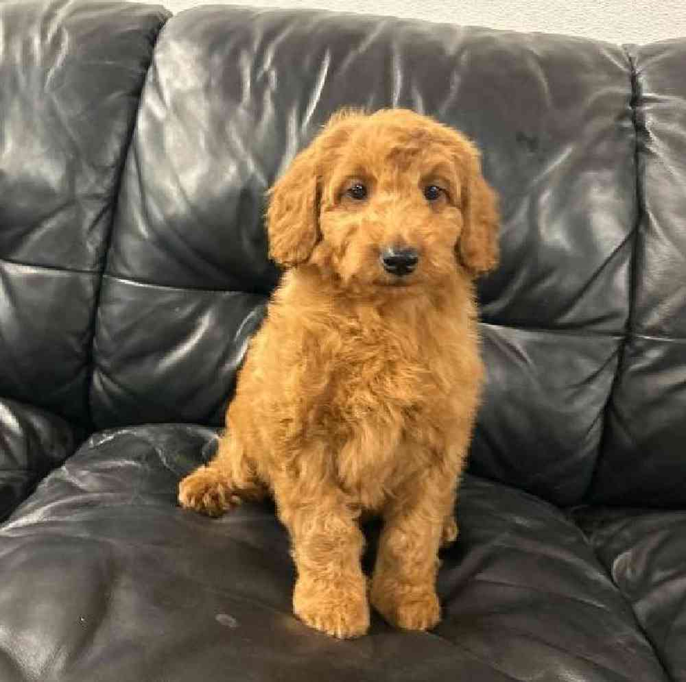 Male Mini Goldendoodle Puppy for Sale in Scituate, RI
