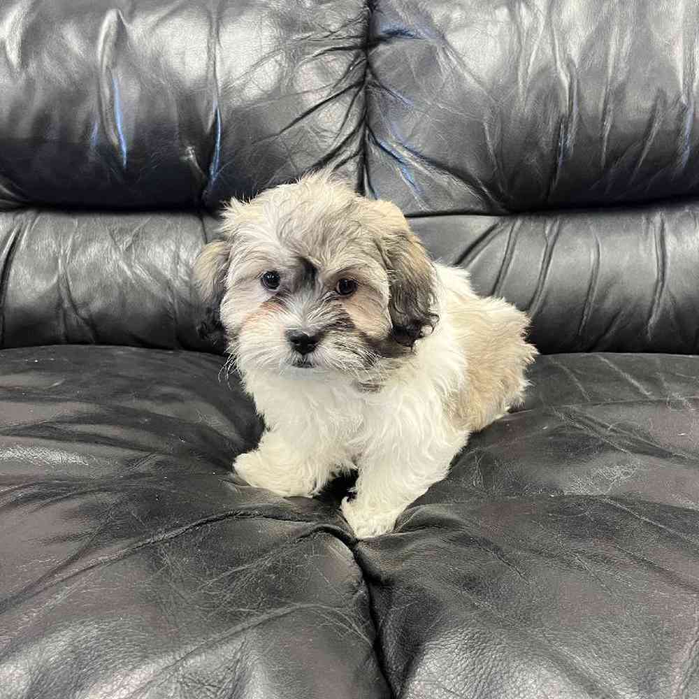 Female Shih-chon (Teddy Bear) Puppy for Sale in Scituate, RI