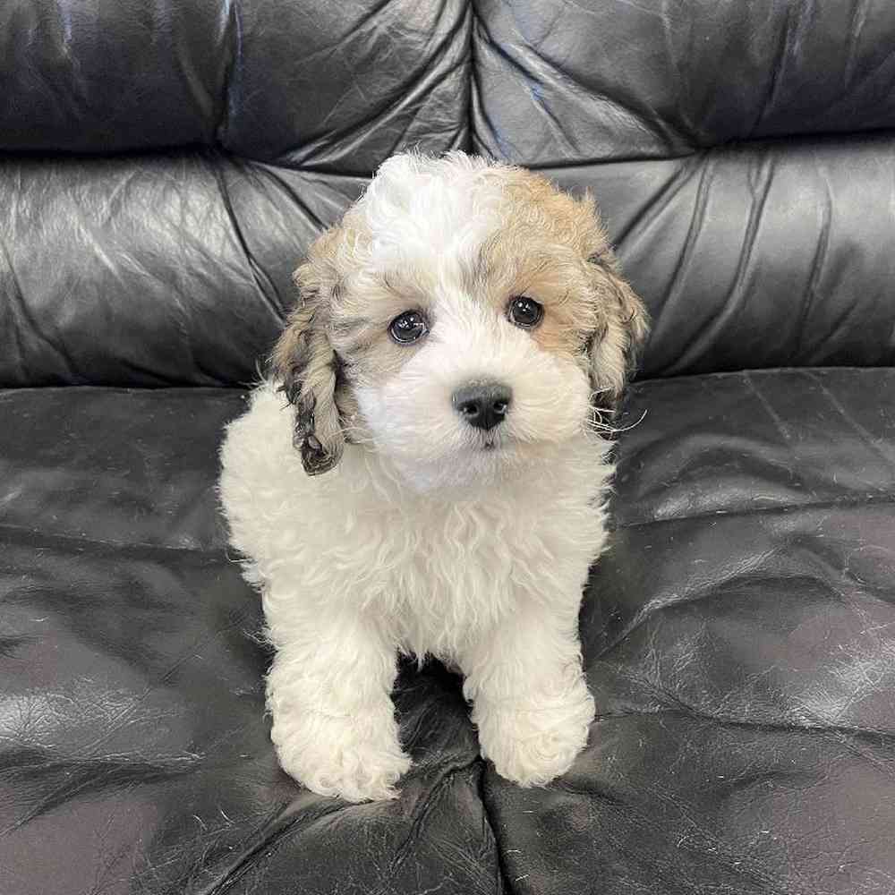 Male Hava-Chon Puppy for Sale in West Warwick, RI