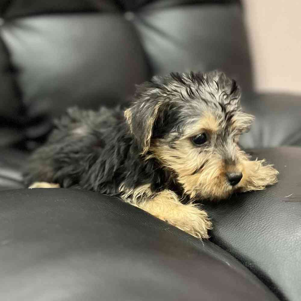 Male Silky Terrier Puppy for Sale in Scituate, RI