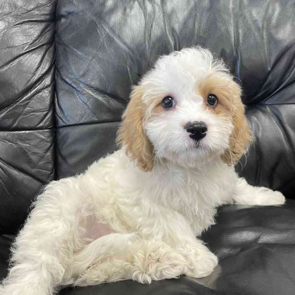 Female Cavachon Puppy for Sale in West Warwick, RI